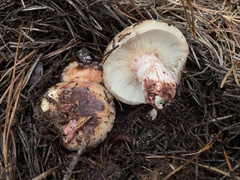 Russula ventricosipes