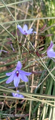 Agrostocrinum scabrum