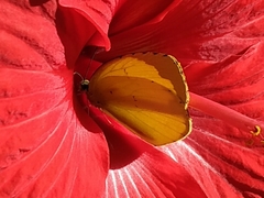Eurema mandarina