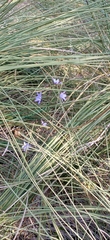 Agrostocrinum scabrum