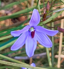 Agrostocrinum scabrum
