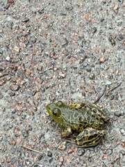 Lithobates pipiens