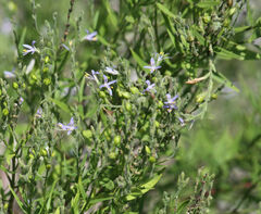 Carlowrightia parviflora