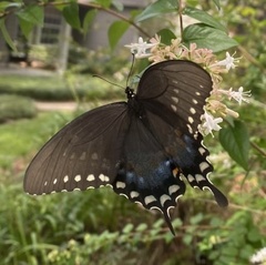 Papilio troilus