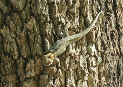 Tropidurus spinulosus