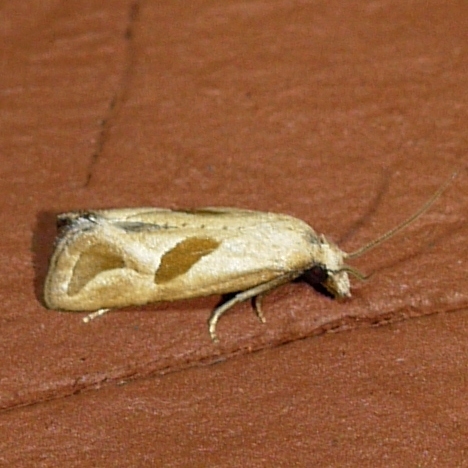 Two-spotted Eugnosta Moth