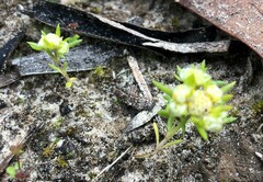 Siloxerus multiflorus