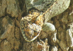Tropidurus spinulosus