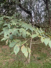 Carya texana