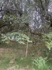 Carya texana