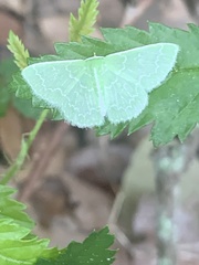 Synchlora frondaria