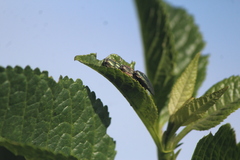 Agrilus sulcatulus