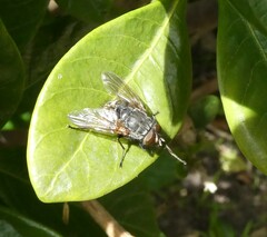 Calliphora stygia