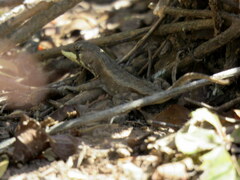 Stenocercus doellojuradoi