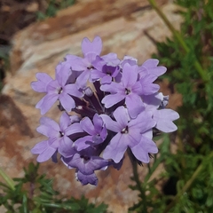 Glandularia selloi