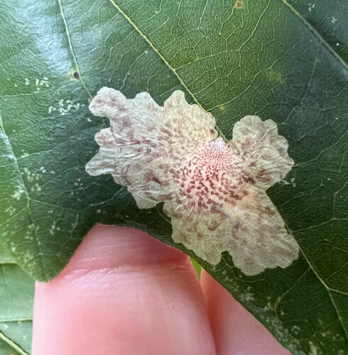 Oak Blotch Miner Moth photo 4
