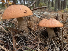 Leccinum