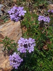 Glandularia selloi