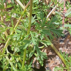 Glandularia selloi