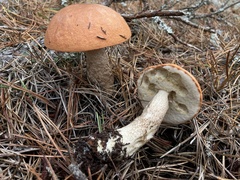 Leccinum