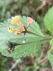 Lantana × strigocamara