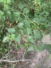 Lantana × strigocamara