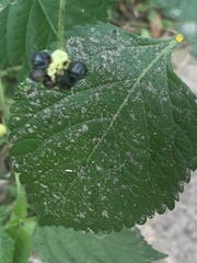 Lantana × strigocamara