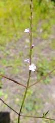 Verbena litoralis