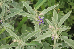 Leptostemonum