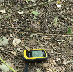 Chelonoidis chilensis