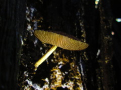 Pluteus jaffuelii