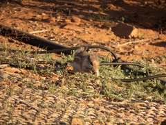 Ammospermophilus leucurus