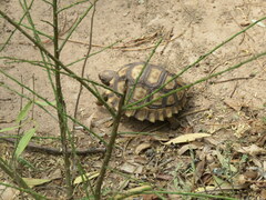 Chelonoidis chilensis