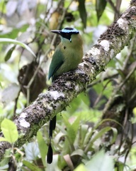 Momotus aequatorialis