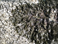 Montanelia disjuncta