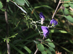 Aconitum volubile