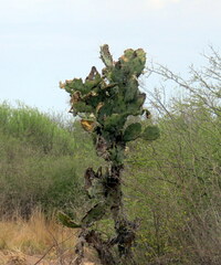 Opuntia quimilo