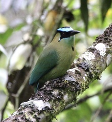 Momotus aequatorialis