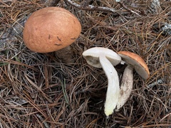 Leccinum