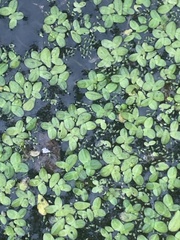 Lemna aequinoctialis