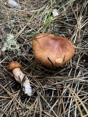 Limacella