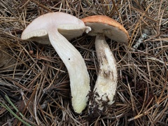 Leccinum