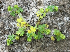 Hydrocotyle foveolata