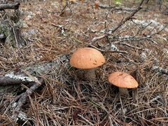 Leccinum