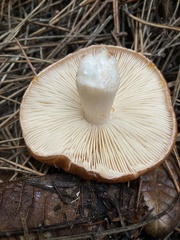 Limacella