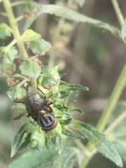 Cochliomyia