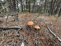 Leccinum