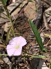 Convolvulus remotus