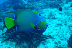 Holacanthus ciliaris