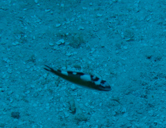 Serranus tabacarius